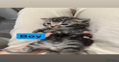 Domestic Shorthair cats - Advert 9