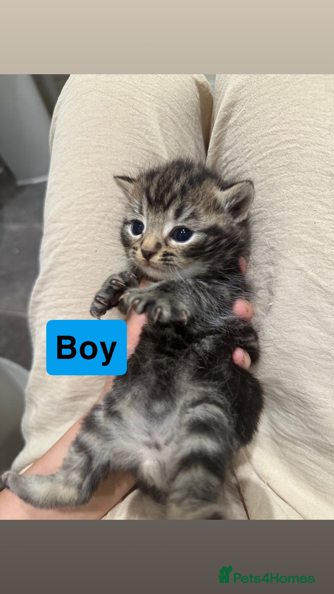 Domestic Shorthair cats for sale: Kittens - Image 2