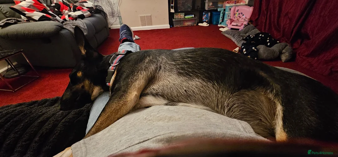 Mixed Breed dogs for sale: 6 month mixed English bullterrier femail - Advert 5
