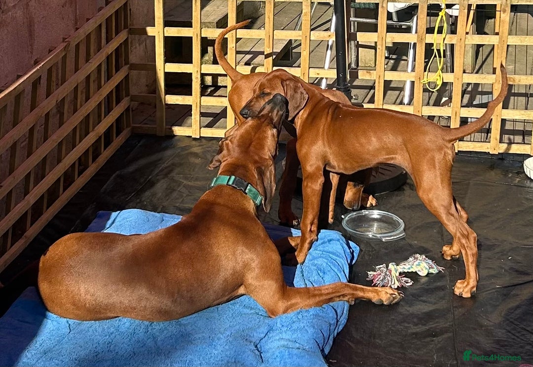 Rhodesian Ridgeback dogs for sale: Rhodesian Ridgeback 1 pup left in Lostwithiel - Image 25