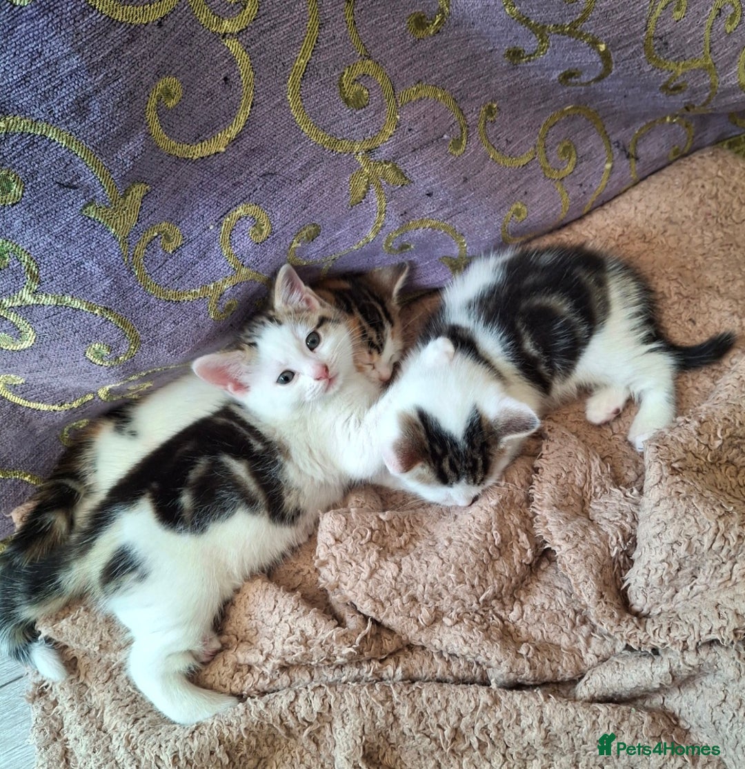 Mixed Breed cats for sale: 3 Adorable Fluffy Kittens - Image 23