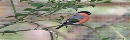 Finches birds for sale: Spare Native Bullfinch Cock - Advert 3