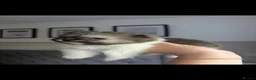 Pomeranian dogs for sale: Gorgeous Pomeranian Puppys for sale  - Advert 4