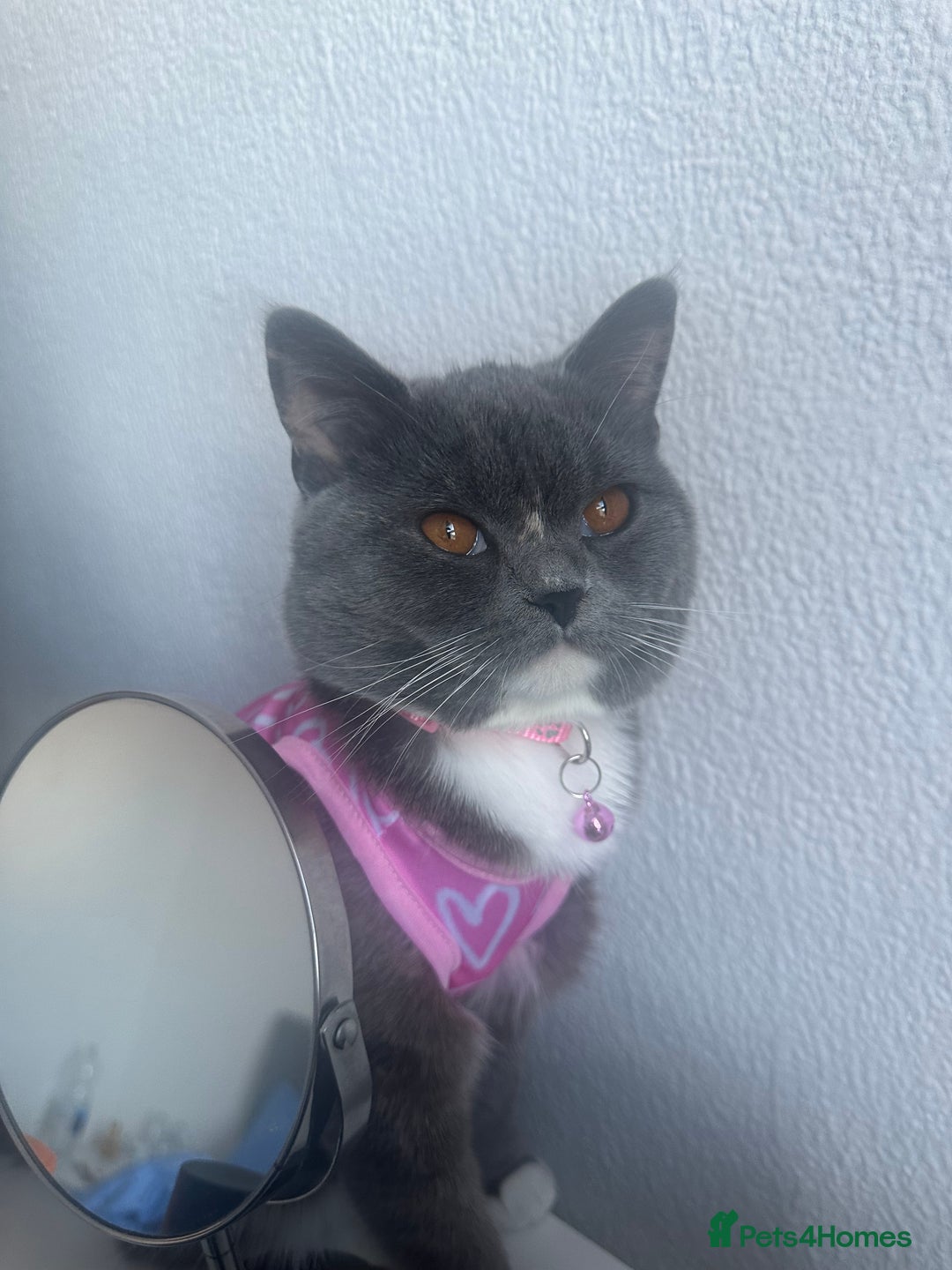 British Shorthair cats for sale: 1 year old Phoebe  - Image 4