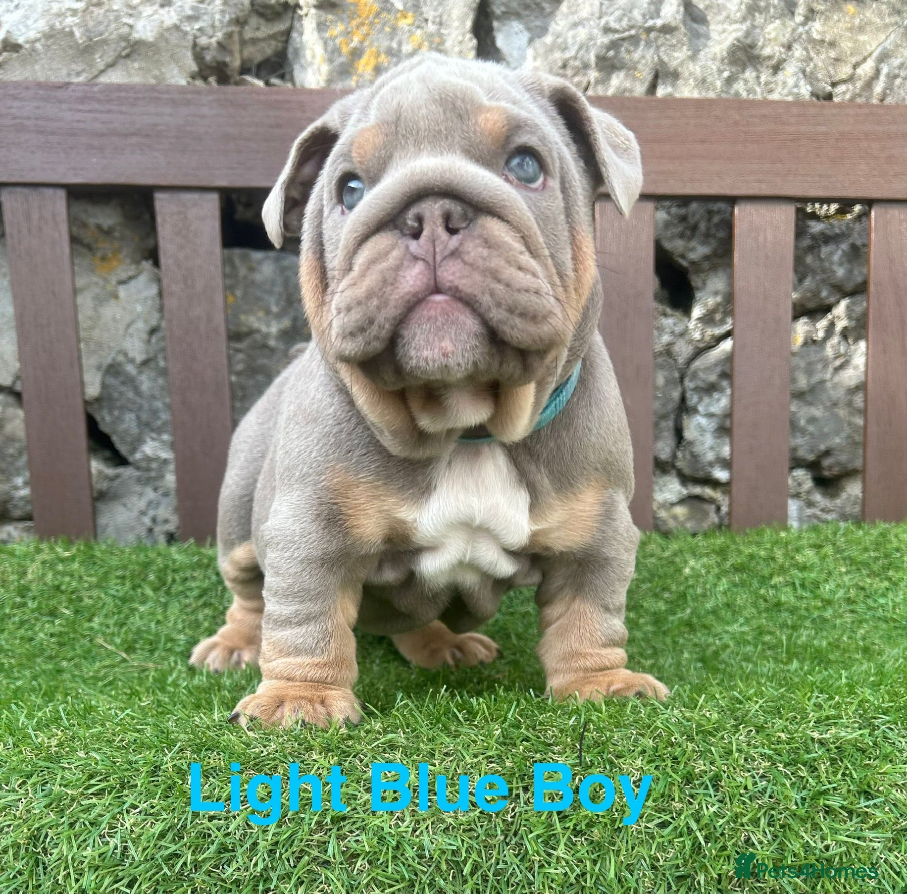English Bulldog dogs Ready Today.. 1 boy 1 girl left ❤️💙 - Advert 11