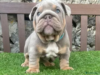English Bulldog dogs Ready Today.. 1 boy 1 girl left ❤️💙 - Advert 11