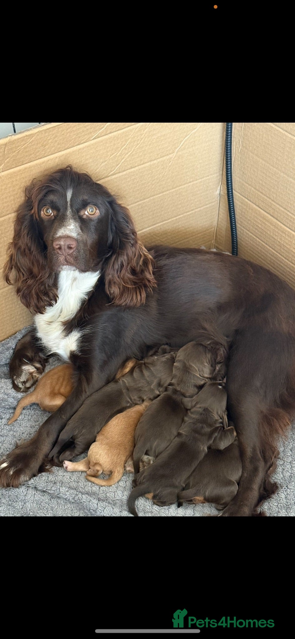 Cocker Spaniel dogs Outstanding cocker spaniel puppies - Advert 3