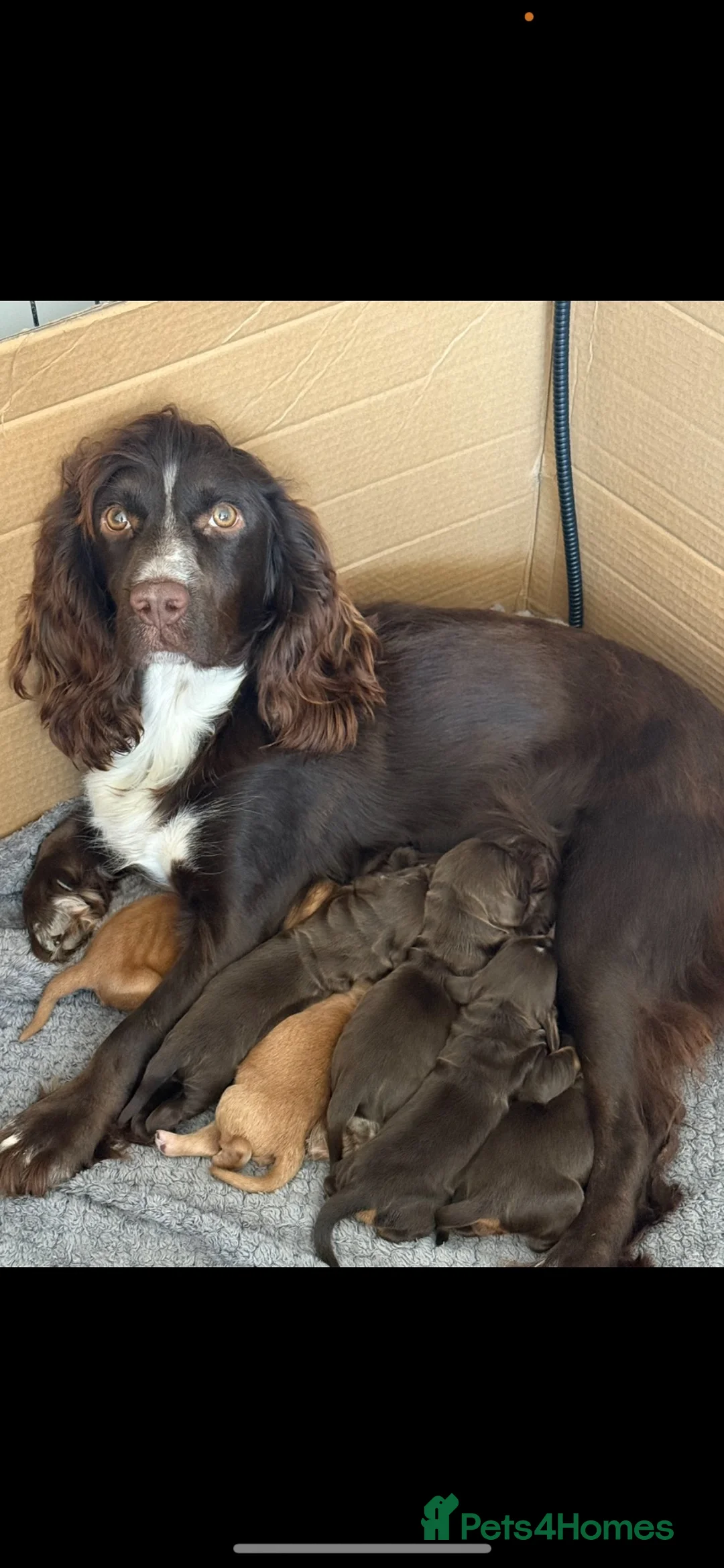 Cocker Spaniel dogs for sale: Outstanding cocker spaniel puppies in Leeds - Advert 1