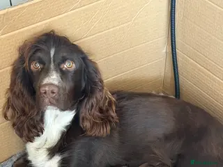 Cocker Spaniel dogs Outstanding cocker spaniel puppies - Advert 1
