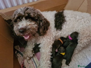 Cockapoo dogs Liver/chocolate Cockapoo’s - Advert 4