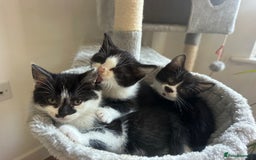 Mixed Breed cats for sale: 🐾 Adorable British Shorthair Mix Kittens 🐾 - Image 11