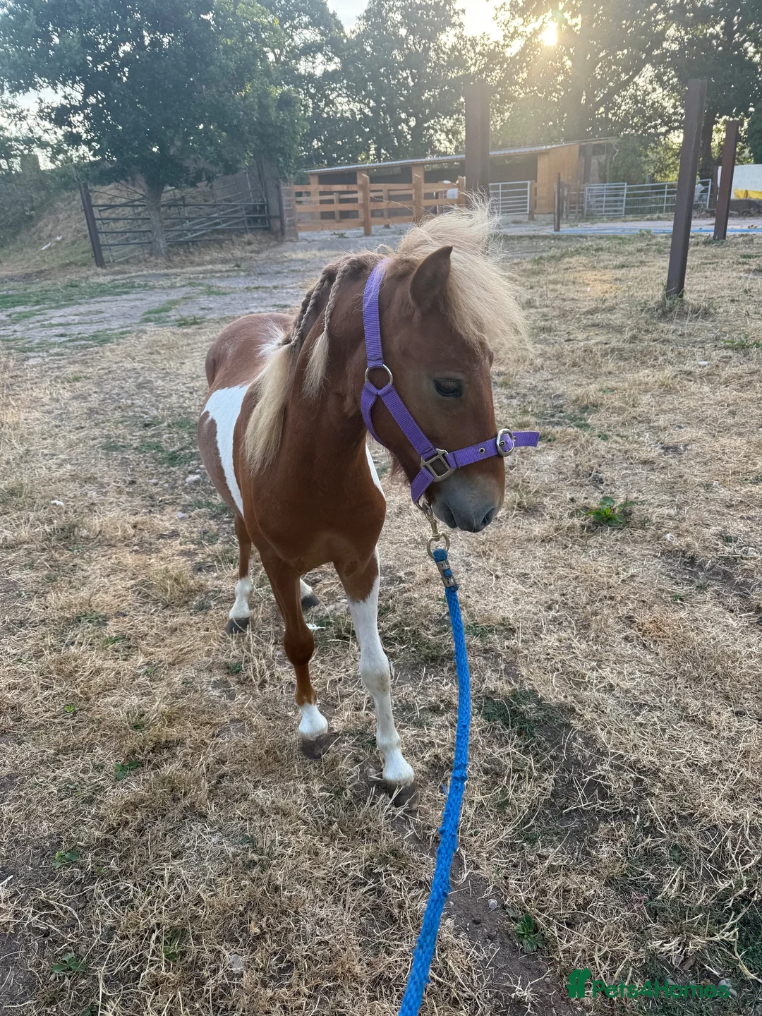 English Thoroughbred horses for sale: Dhp looking for new home - Advert 2
