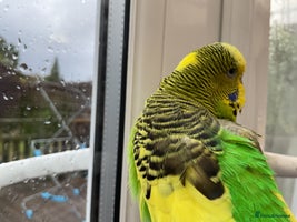 Budgerigars birds - Advert 3