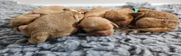 Cockapoo dogs for sale: Toy Cockapoo Puppies in Hartlepool - Advert 7