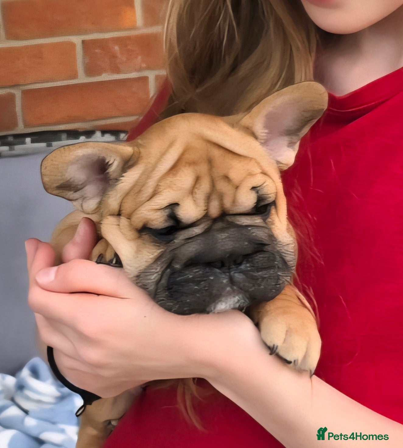 French Bulldog dogs French Bulldog Puppies ONLY ONE LEFT  - Advert 2