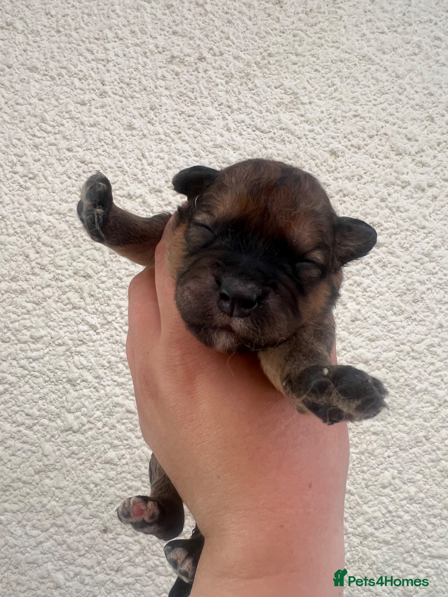 Mixed Breed dogs for sale: 7 beautiful Malkita x puppies with unique colours  - Advert 8