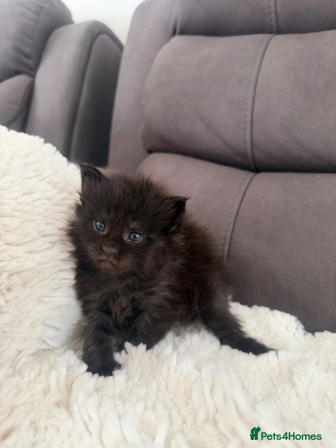Maine Coon cats for sale: SHOW QUALITY MAINE COON KITTENS - Advert 2
