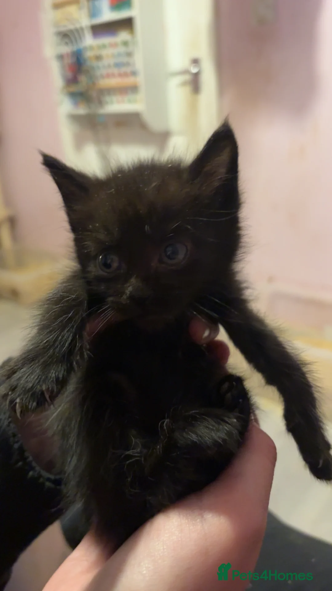 Maine Coon cats for sale: Maine coon x kittens  - Advert 2