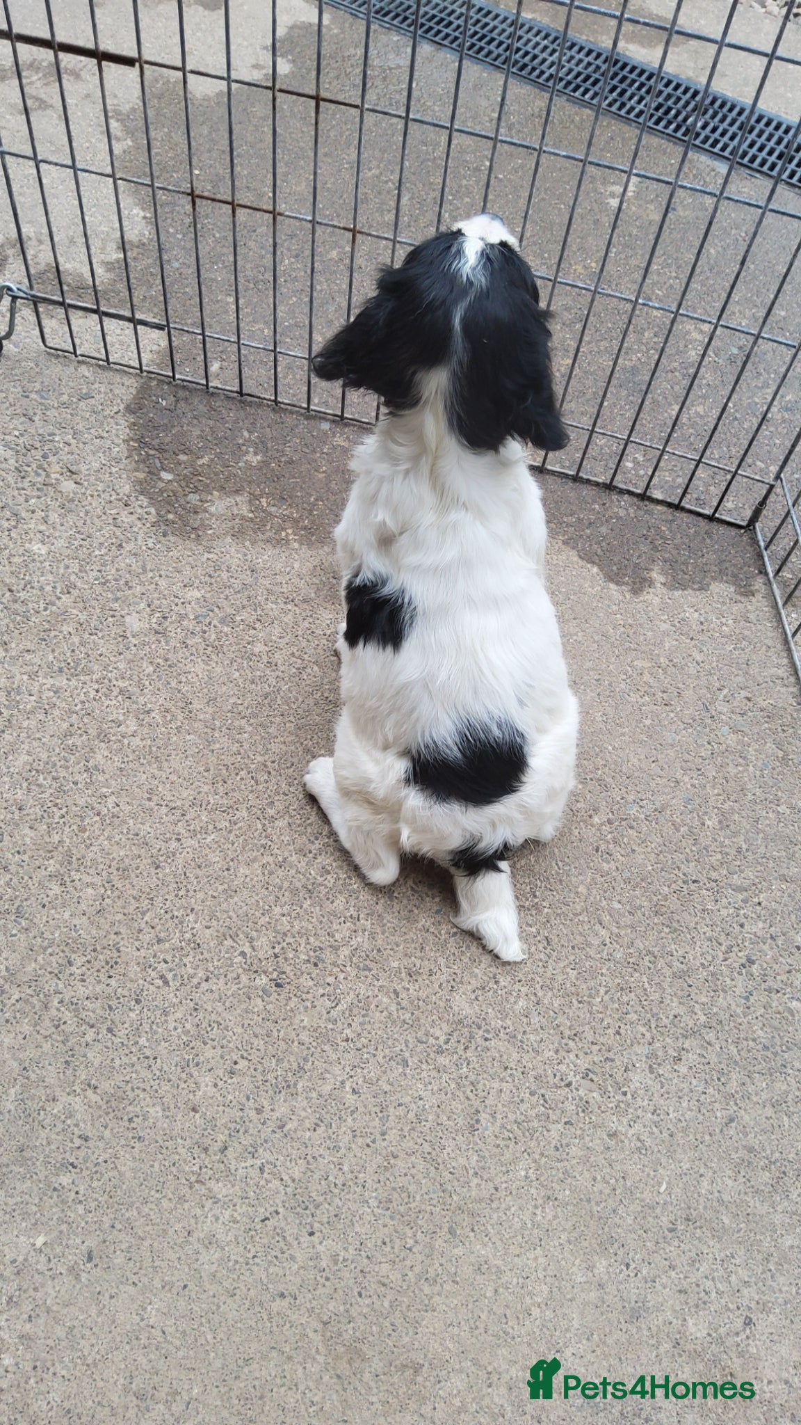 English Springer Spaniel dogs for sale: Photos! 2 Springer Spaniel beautiful pedigree pups - Advert 4