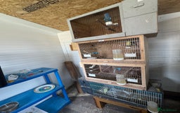 Budgerigars birds for sale: Breeding pairs with chicks - Image 12