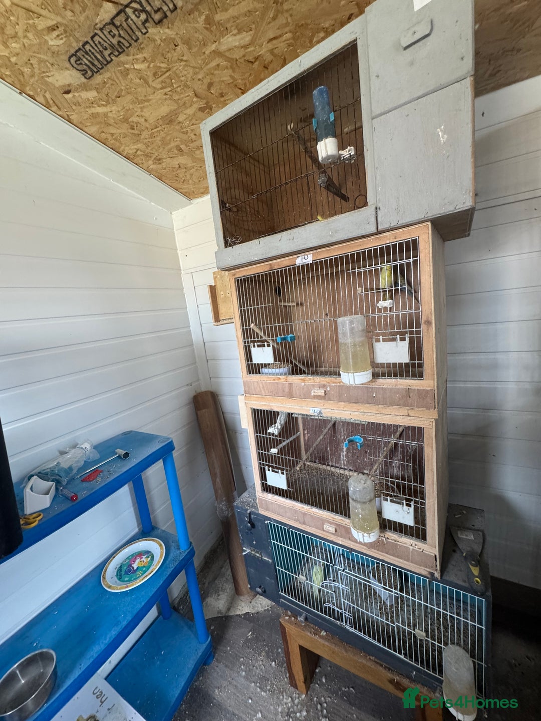 Budgerigars birds for sale: Breeding pairs with chicks - Image 12