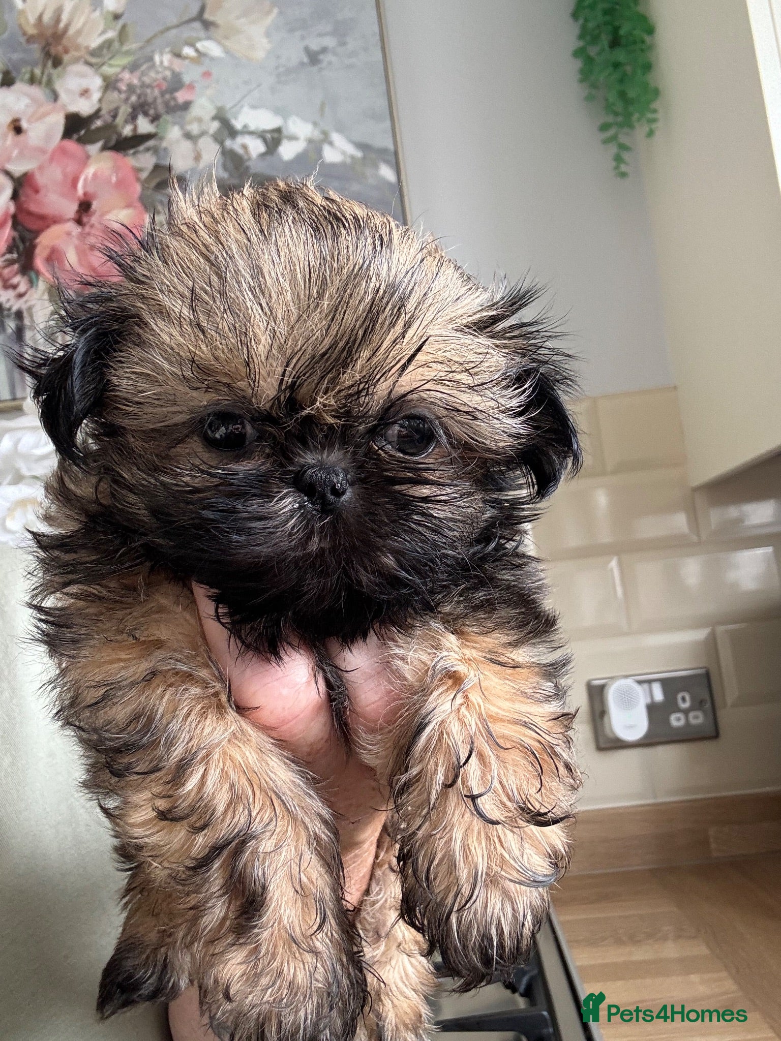Shih Tzu dogs Stunning litter colours 😍 Imperial Shihzu babies  - Advert 1