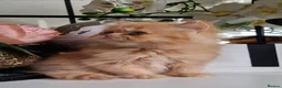 Persian cats for sale: Persian kittens  - Advert 7
