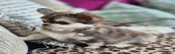Chihuahua dogs for sale: Amazing Longcoat Apple head Chihuahua Puppies - Advert 28
