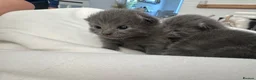 British Shorthair cats for sale: British blue short hair boy Stud  - Advert 2