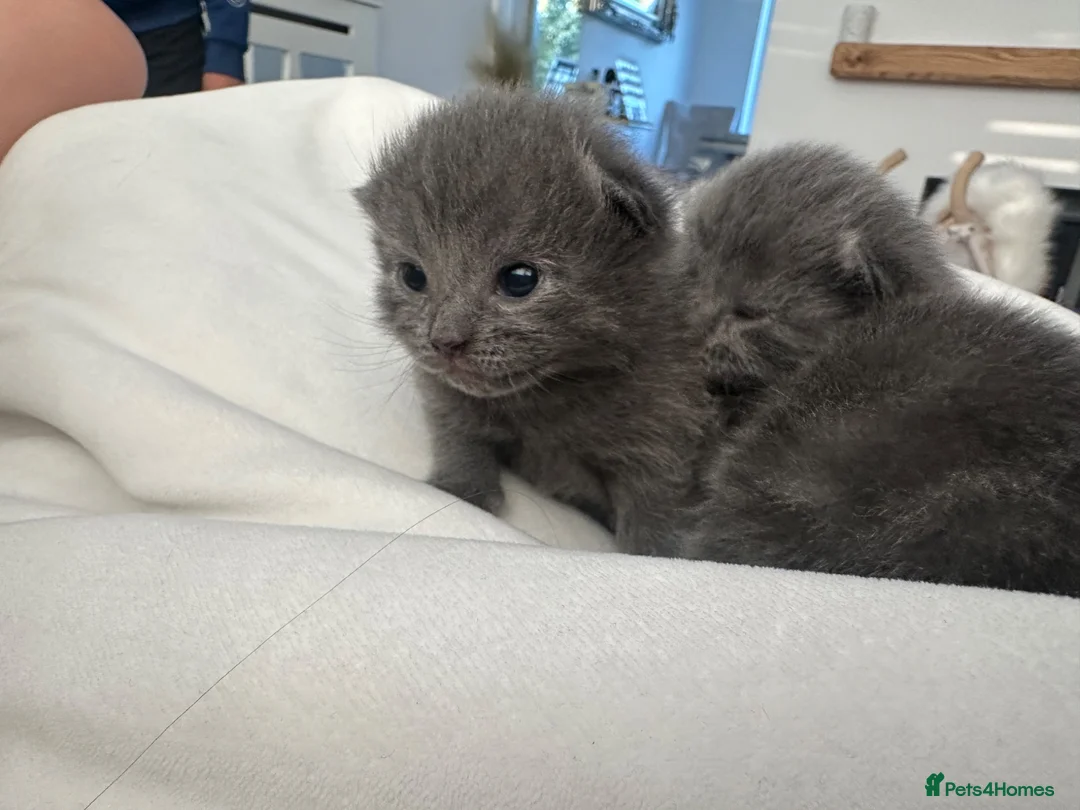 British Shorthair cats for sale: British blue short hair boy Stud  - Advert 2