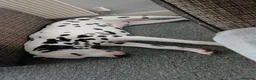 Dalmatian dogs for sale: Nila a lovely Dalmatian needs a good home in Worcester - Advert 11