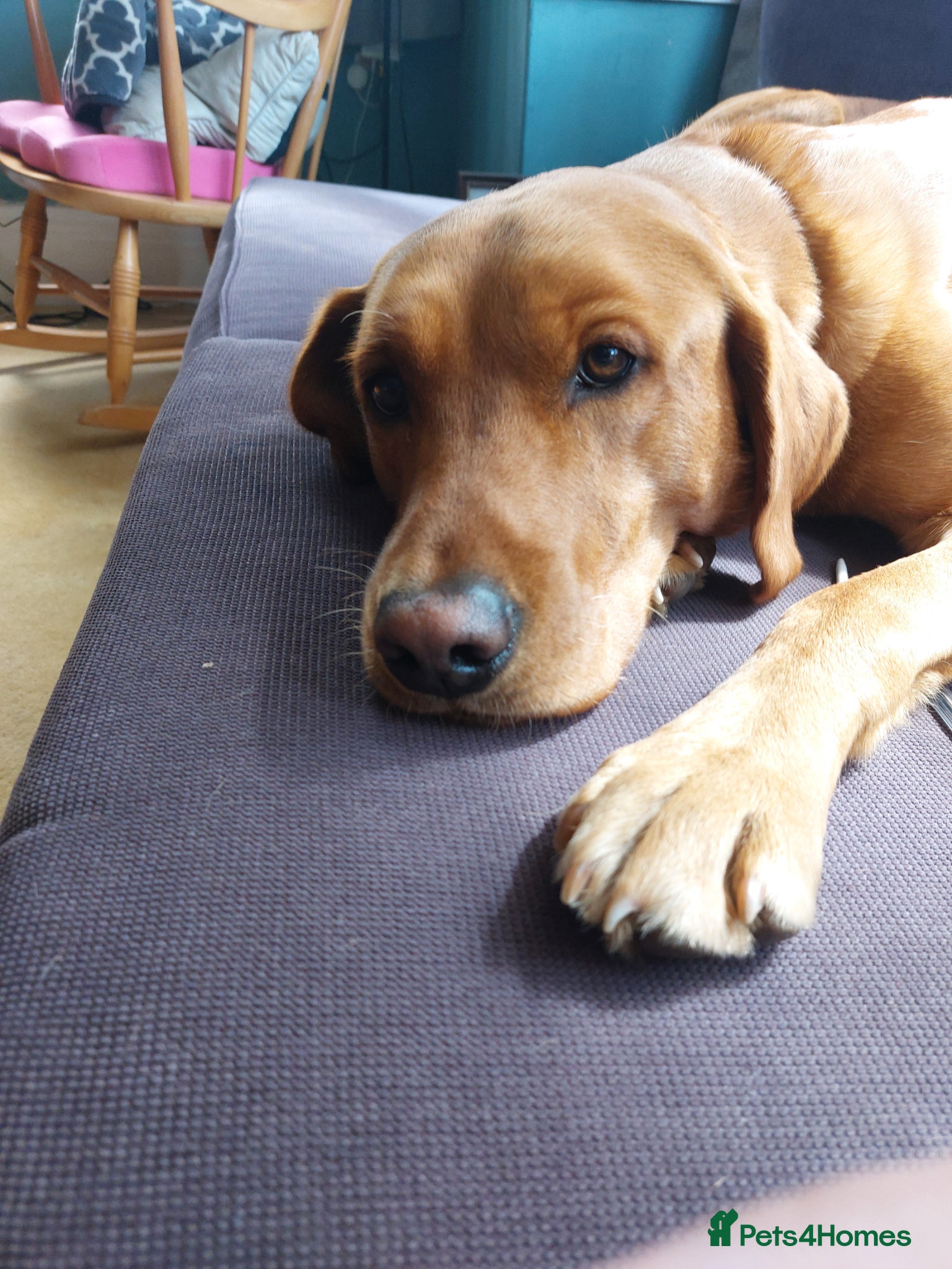 Labrador Retriever dogs Proven Stud - Dexter - Fox Red Lab - Advert 1