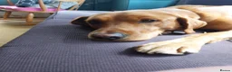 Labrador Retriever dogs for stud: Proven Stud - Dexter - Fox Red Lab - Advert 1
