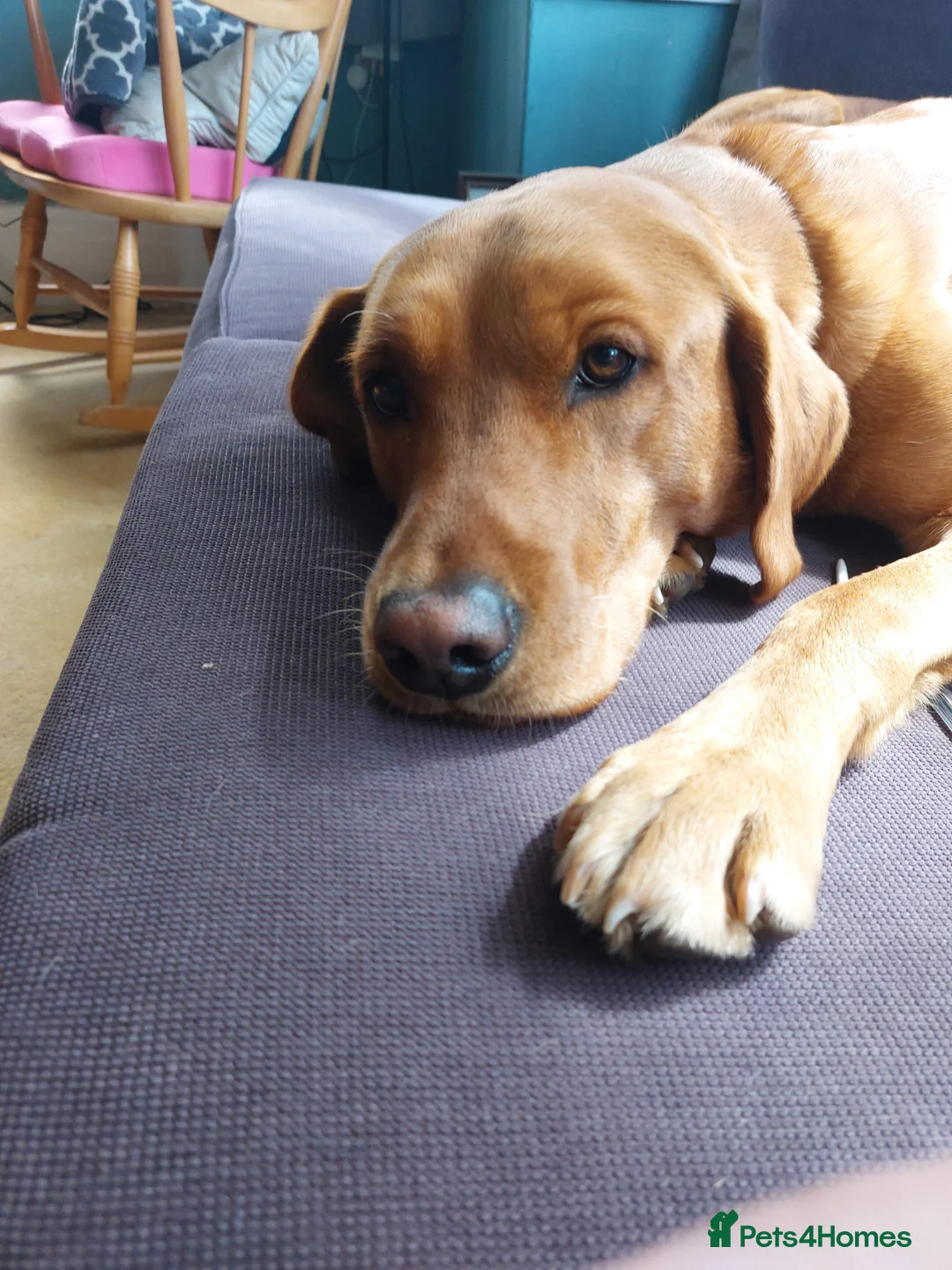 Labrador Retriever dogs for stud: Proven Stud - Dexter - Fox Red Lab - Advert 1