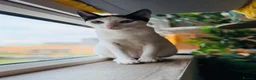 Arabian Mau cats for adoption: Charlie 🐾 - Advert 12