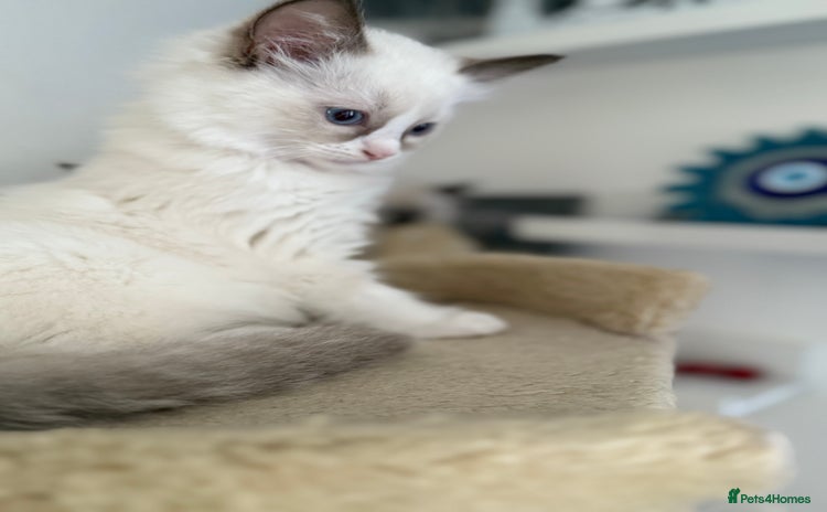 Ragdoll cats - Advert 8