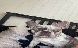 French Bulldog dogs for sale: Lilac merle French bulldog - carries isabella - Image 8