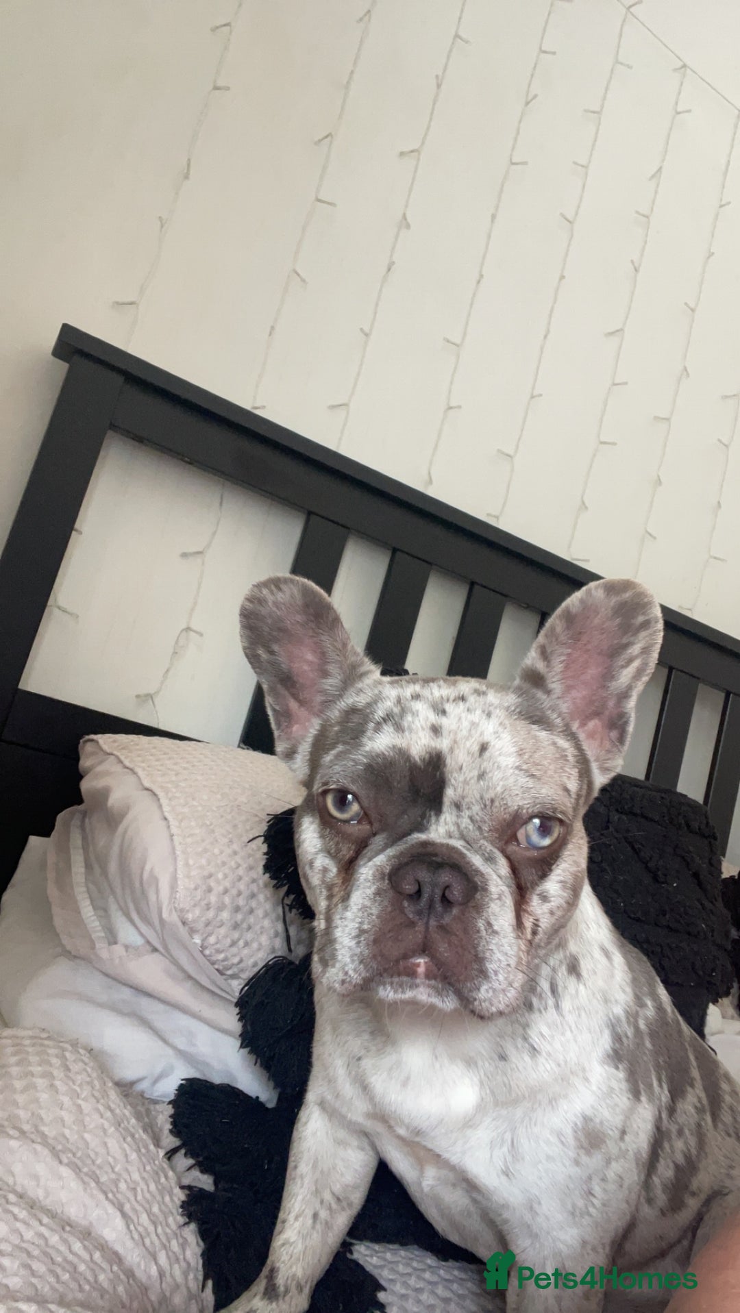 French Bulldog dogs for sale: Lilac merle French bulldog - carries isabella - Image 8