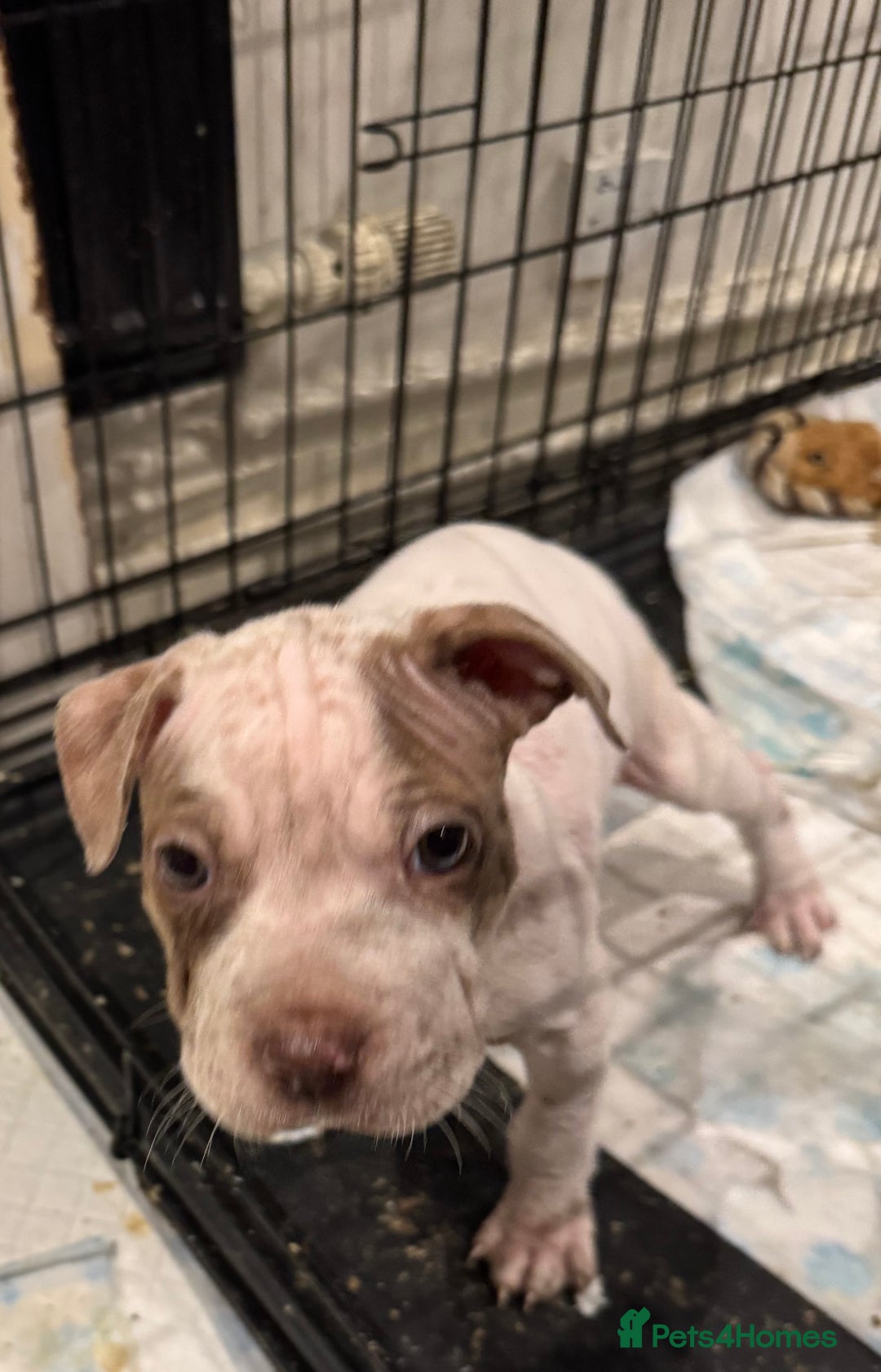 Staffordshire Bull Terrier dogs for sale: Staffy x shar pei pups  - Advert 7