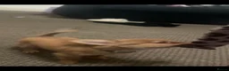 Chihuahua dogs for sale: chihuahua - Advert 21