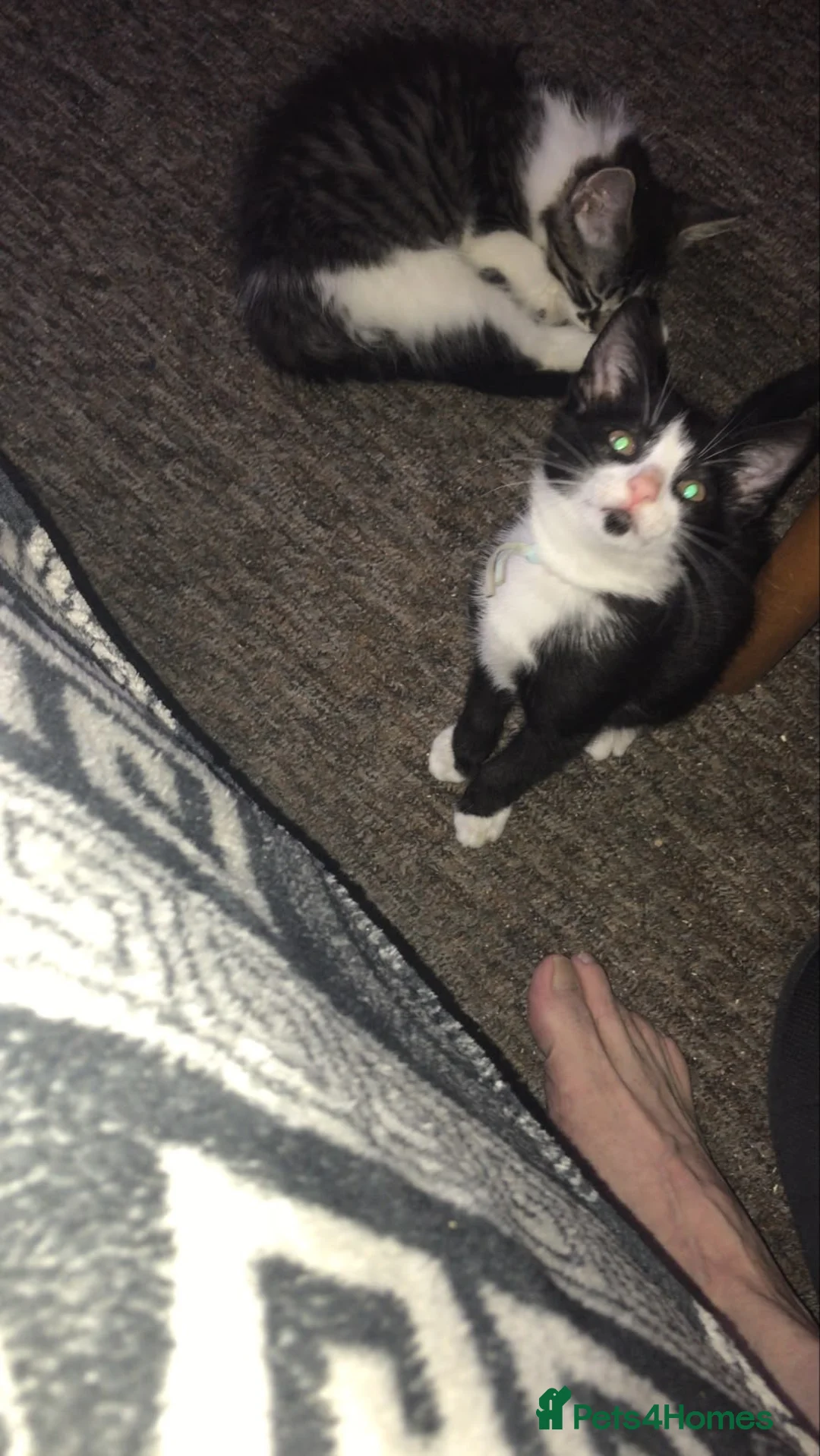 Mixed Breed cats for sale: Miss and her beautiful babies   - Advert 2