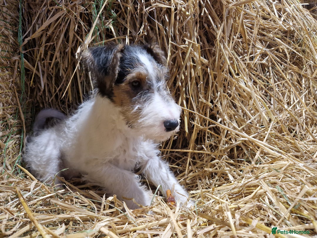 Fox Terrier dogs for sale: Adorable baby boy looking for a forever family - Advert 4
