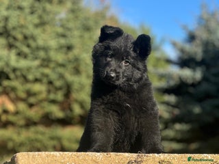 German Shepherd dogs German Shepherd Puppies - Advert 8