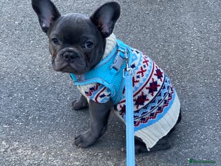 French Bulldog dogs Gorgeous French bulldog puppies 1 m & 1 f - Advert 4