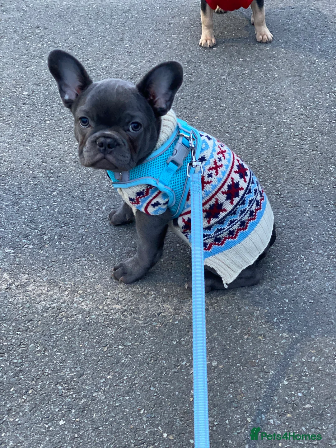 French Bulldog dogs for sale: Gorgeous French bulldog puppies 1 m & 1 f - Advert 1