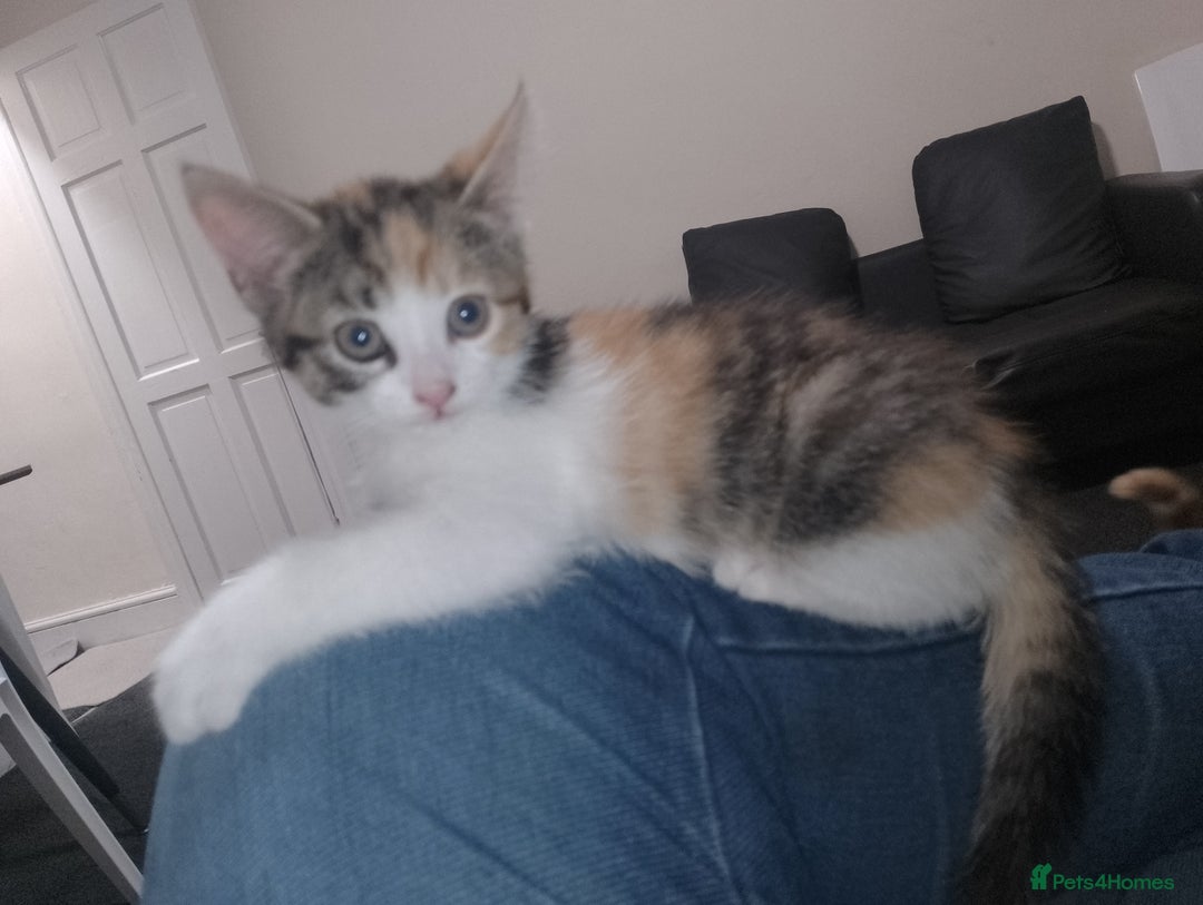 Domestic Shorthair cats for sale: Kitten & cat for sale - Image 4