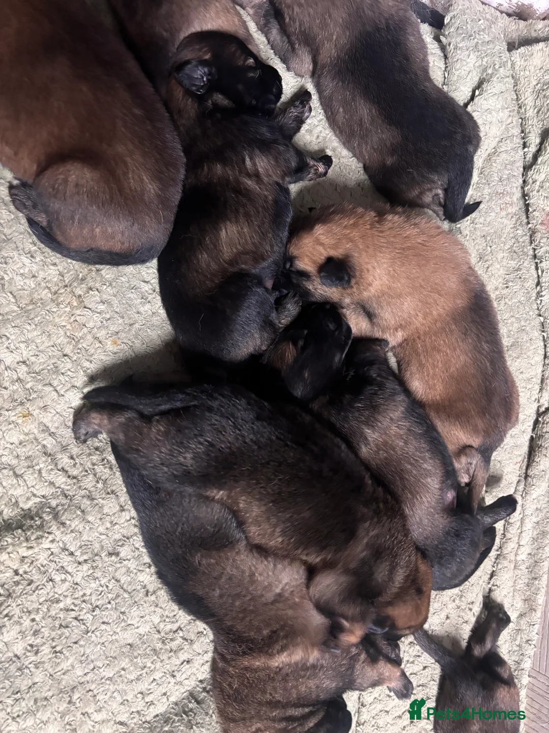 Belgian Shepherd Dog dogs for sale: Belgian malinios puppies - Advert 7