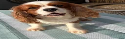 Cavalier King Charles Spaniel dogs for sale: Heart/Eye/Health tested KC Reg Male Cavalier - Advert 6