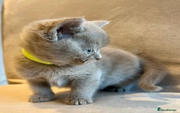 Scottish Fold cats for sale: Beautiful lilac Scottishfold straight ear kittens  - Image 20