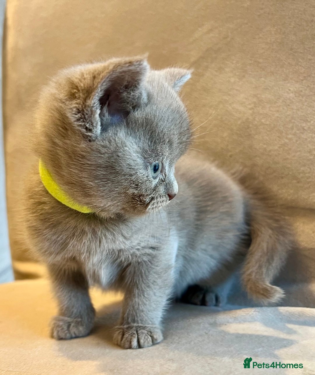 Scottish Fold cats for sale: Beautiful lilac Scottishfold straight ear kittens  - Image 20